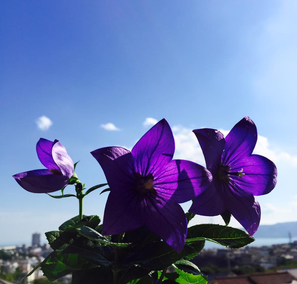 秋の七草、桔梗