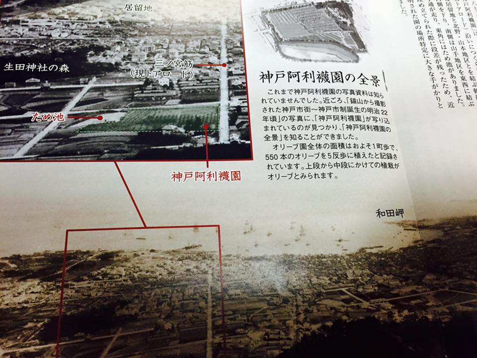 オリーブの街、神戸へ