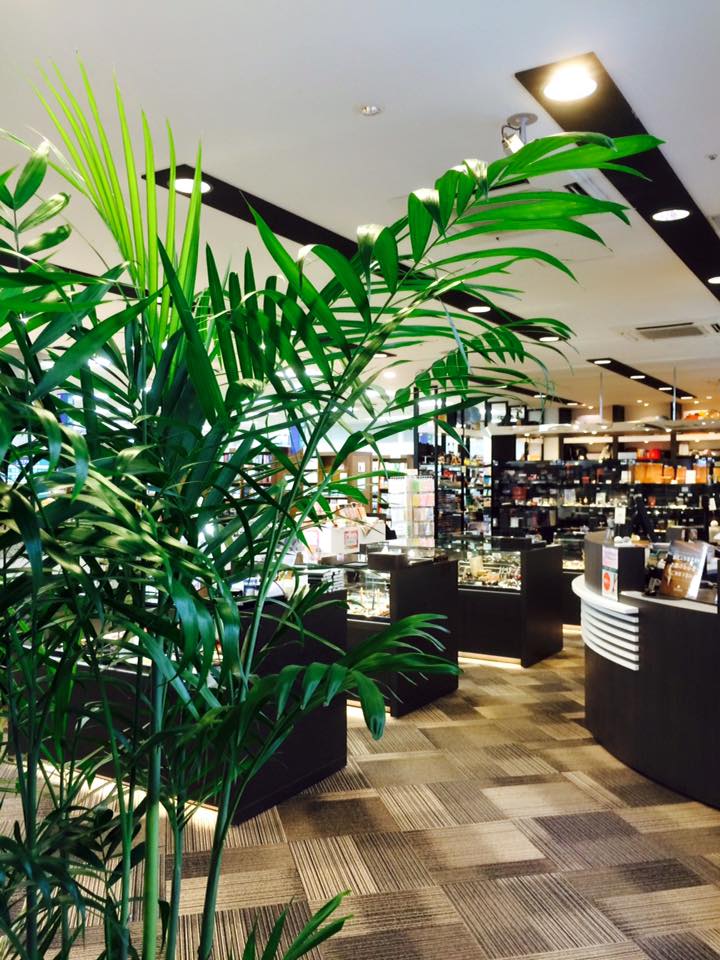 梅田茶屋町店の観葉植物