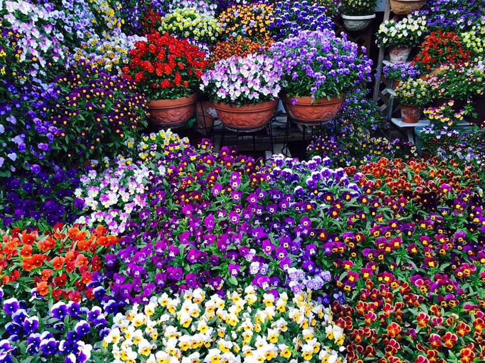 ビオラ 百花繚乱