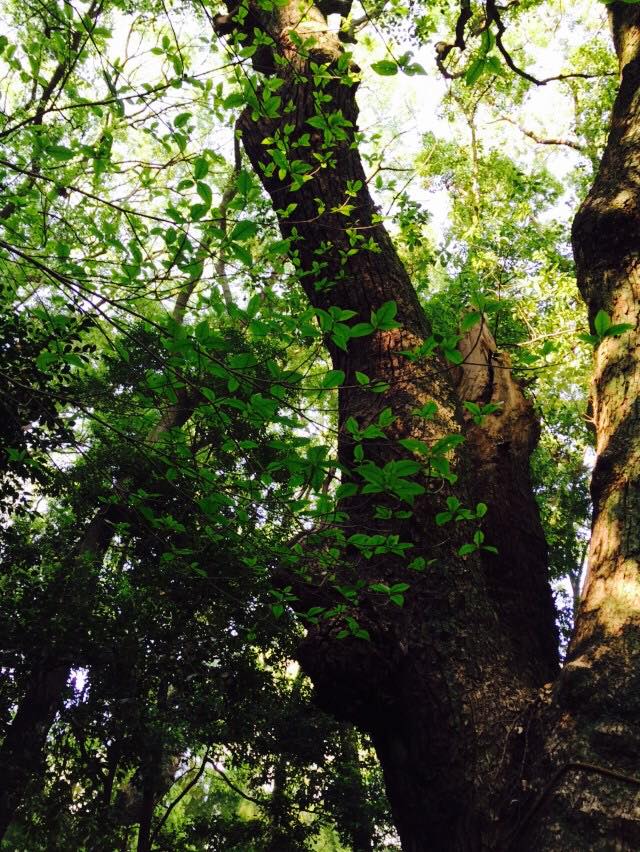 新緑の生田の森