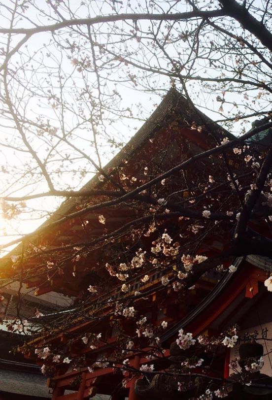 生田神社 咲き始め