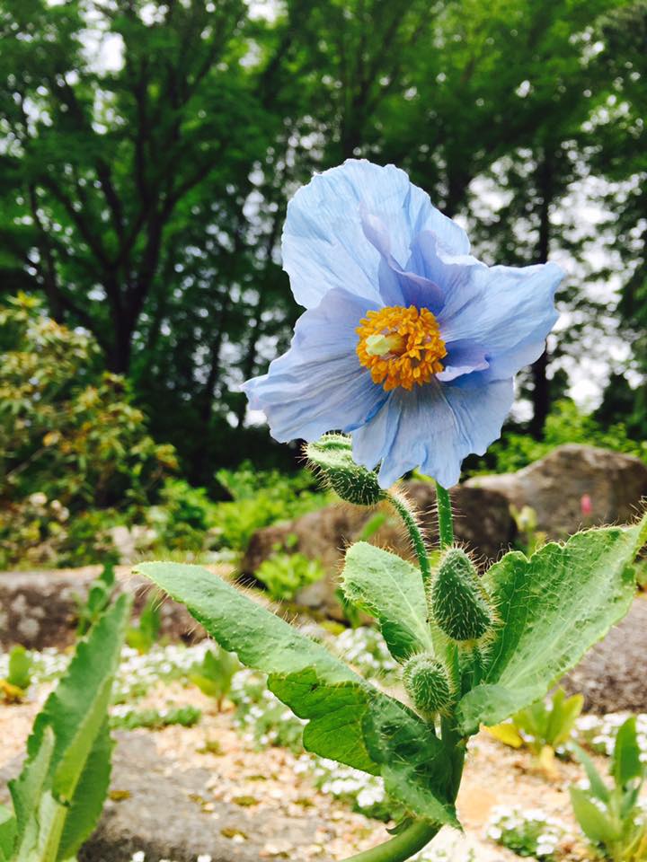 初夏の六甲高山植物園