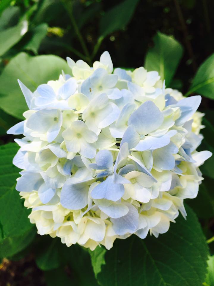 神戸の花 紫陽花