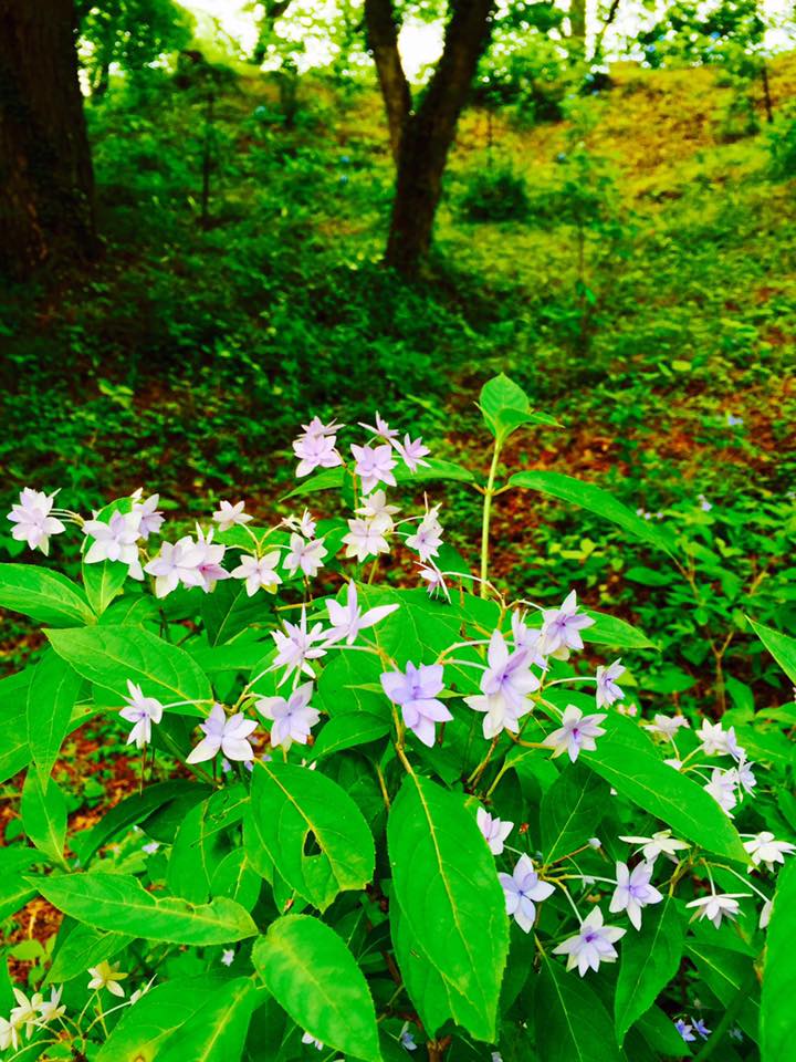 六甲シチダンカ