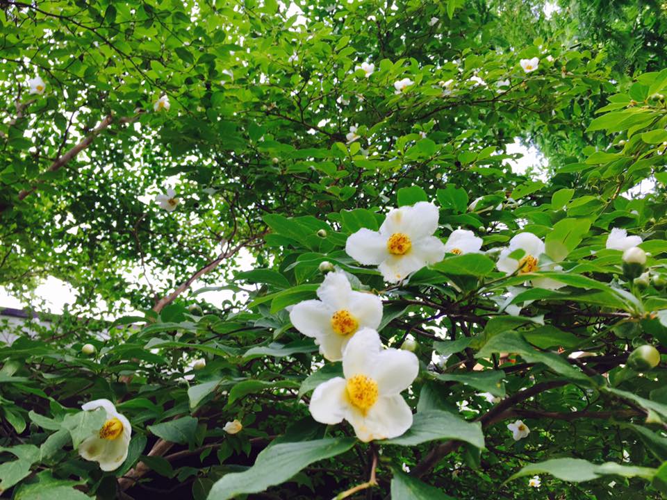 夏に咲く、清楚な白いツバキ