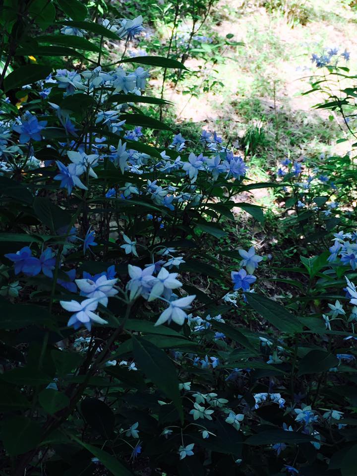 満開のシチダンカ