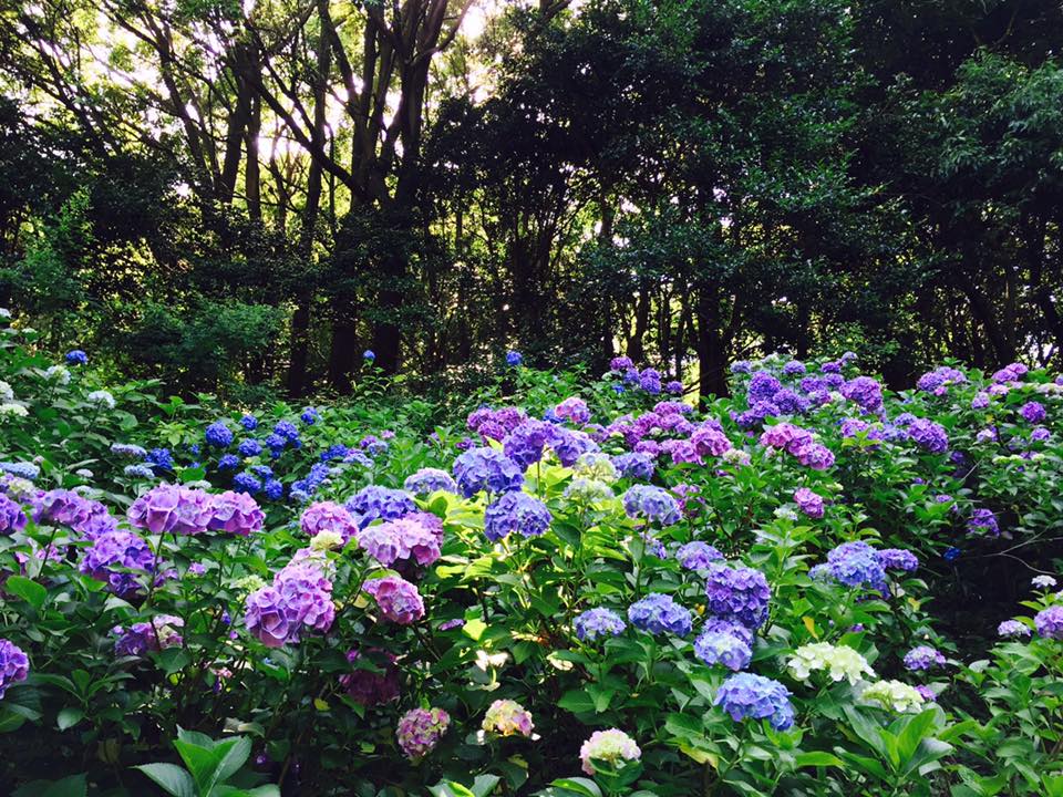 神戸ヒメアジサイ