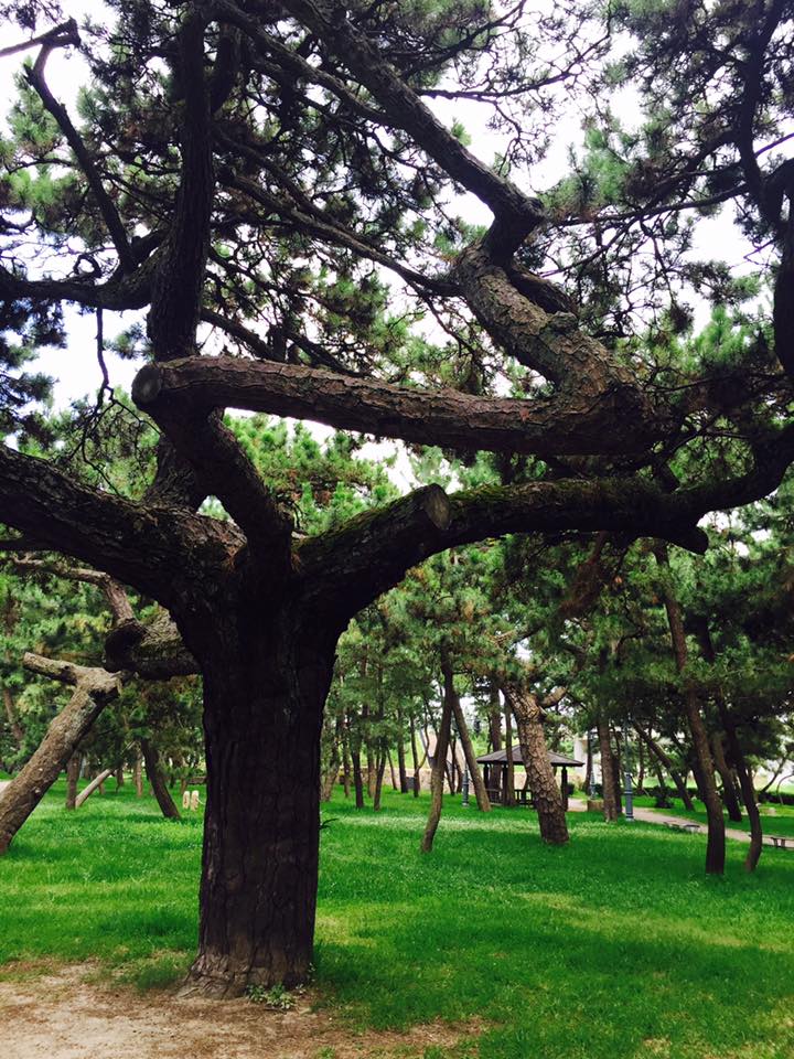 舞子の松並木散歩