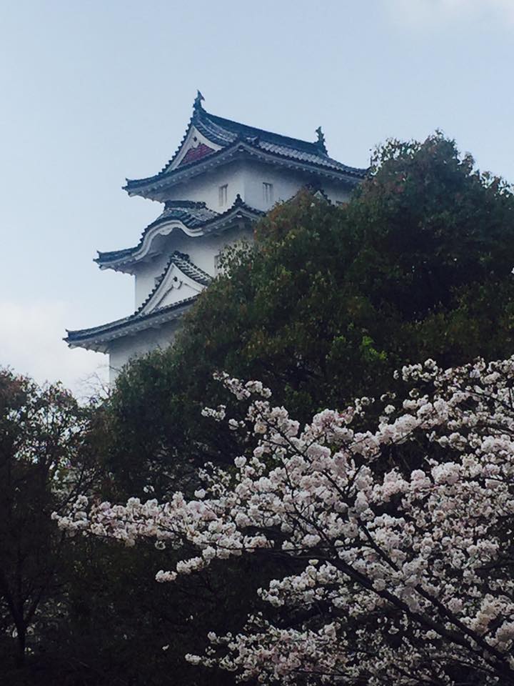 桜満開 明石公園散策