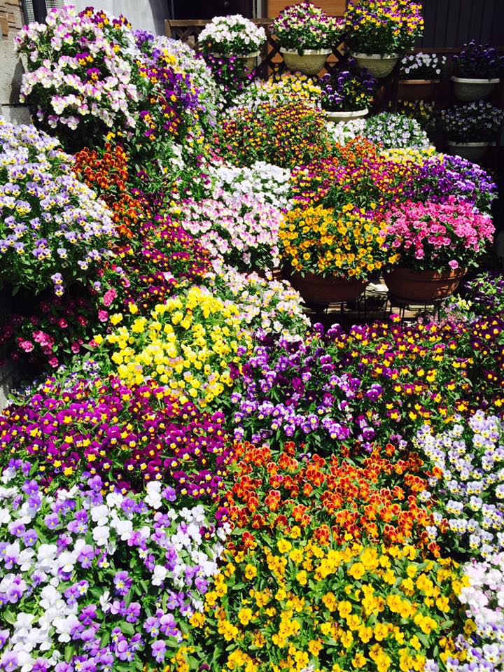 満開ビオラの観察記録