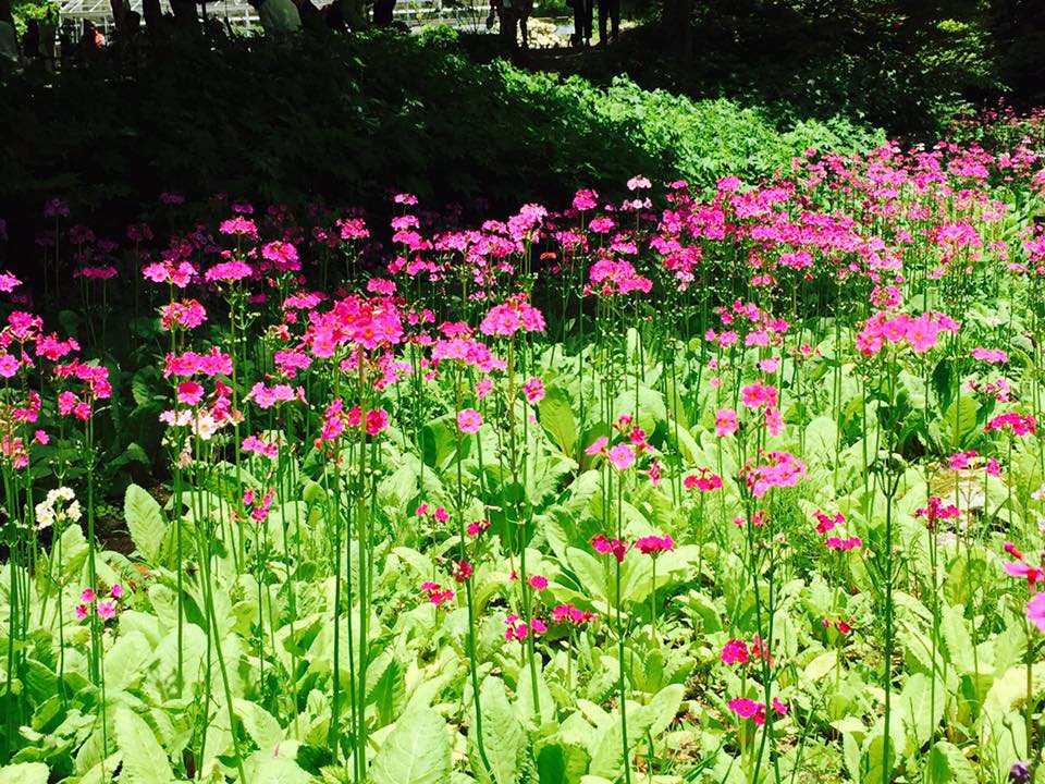 クリンソウ コンサート