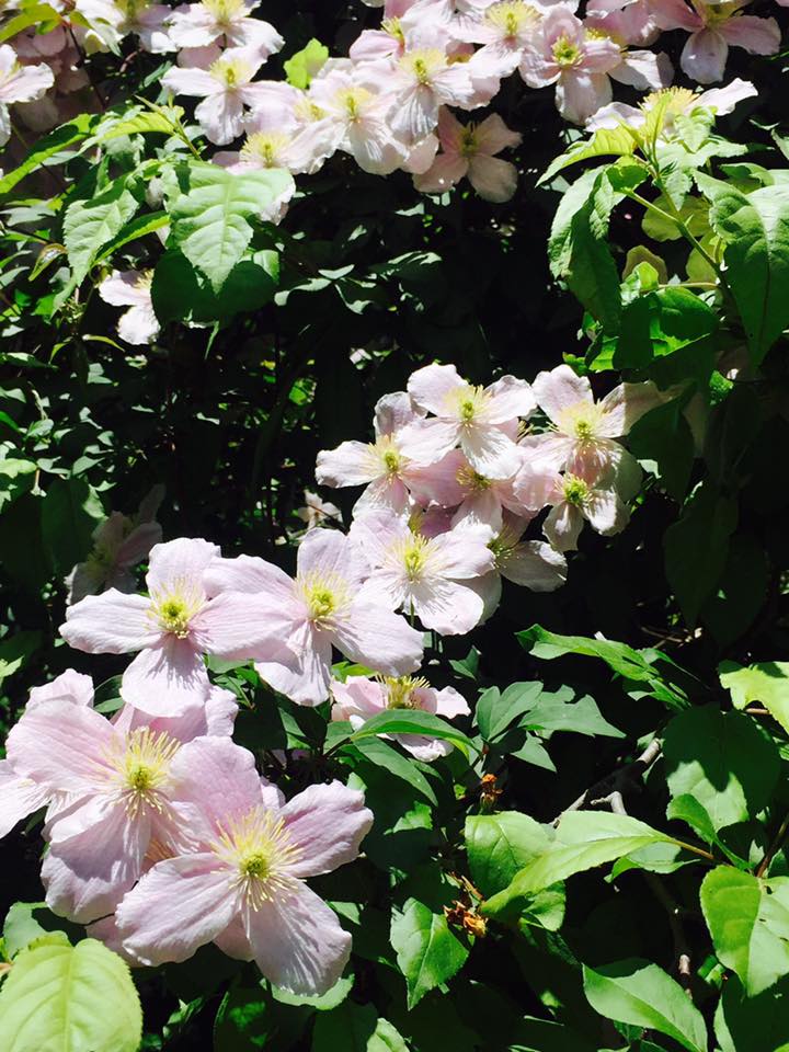 六甲高山植物園