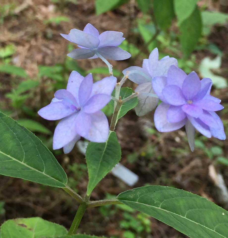 六甲山系 紫陽花 観察記