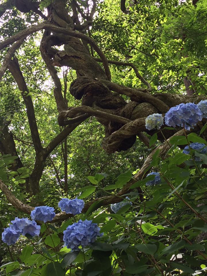 六甲にて森林浴