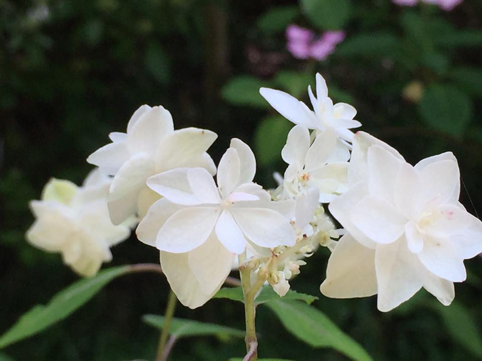 紫陽花 ハクチョウ