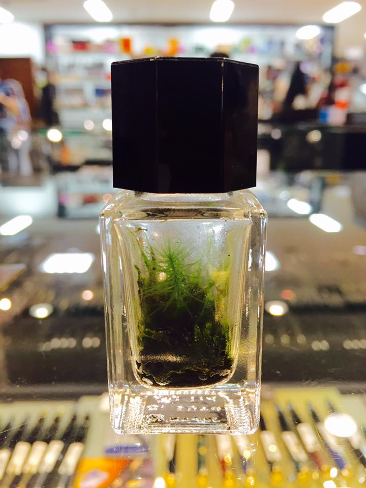 インク空瓶でコケリウム