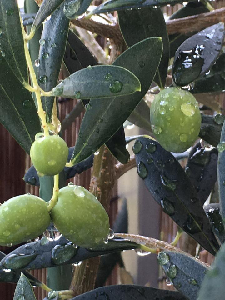 No.49 Kobe INK オリーブグリーン