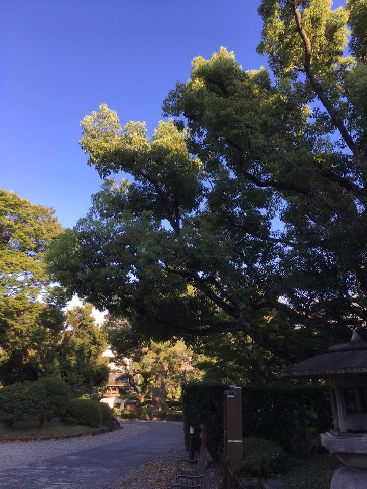 Kobe INK物語 No.34 相楽園ティーグリーン