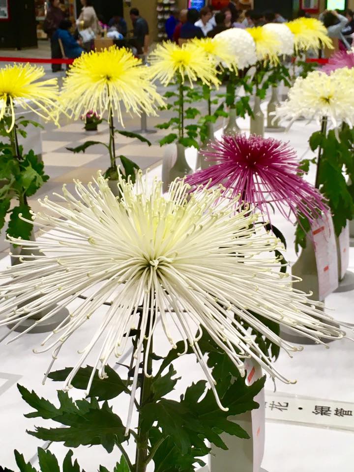 パピオス明石 大菊切花展