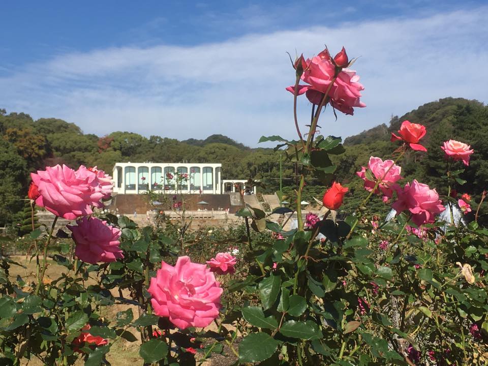 須磨離宮公園の薔薇