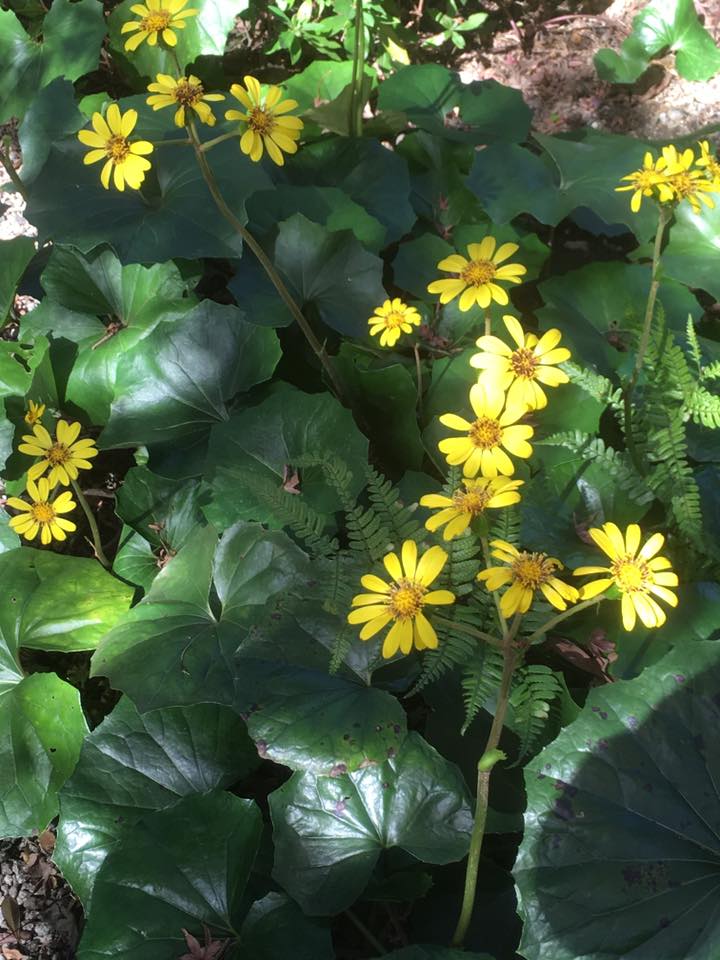 ツワブキとジュウガツザクラ