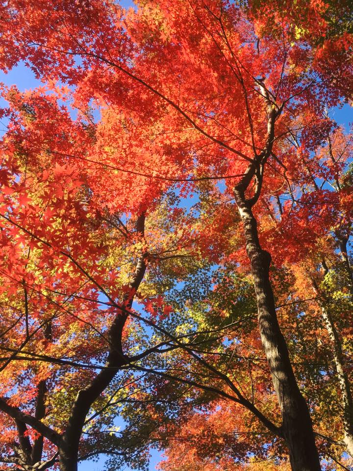 2017年 限定オリジナル キップペンケース準備中