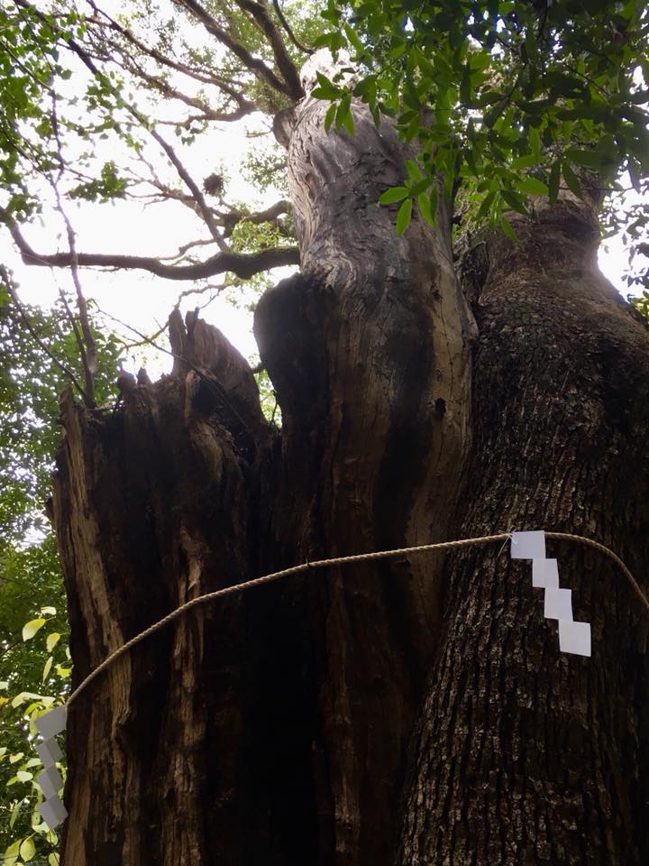 都会のオアシス・生田神社