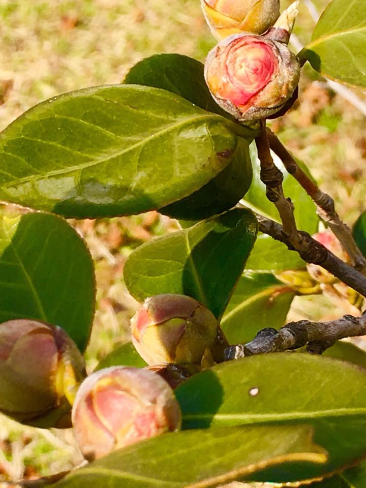 オトメツバキと神戸煉瓦倉庫