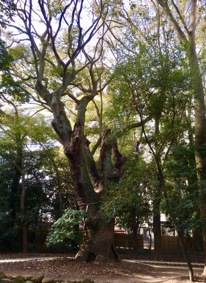 パワースポット 生田の森へ