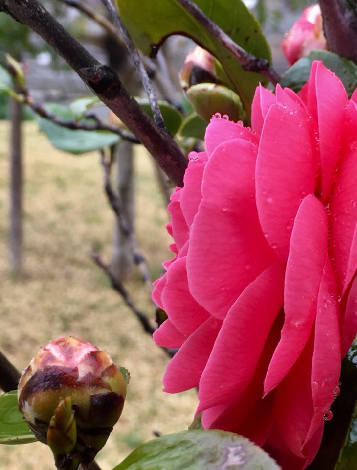 一輪のオトメツバキ