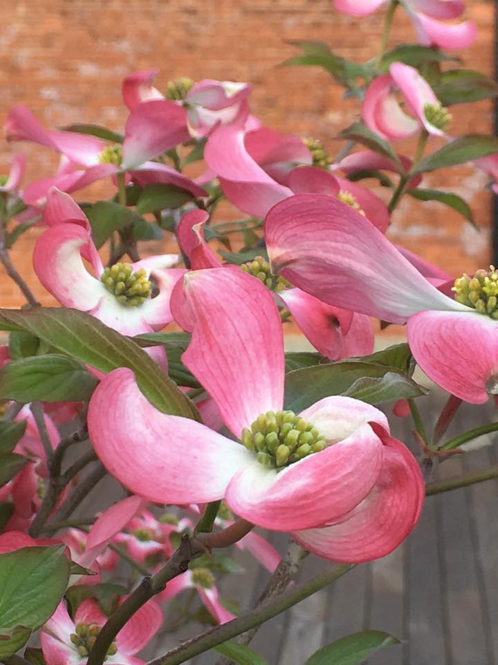 神戸煉瓦倉庫とハナミズキ