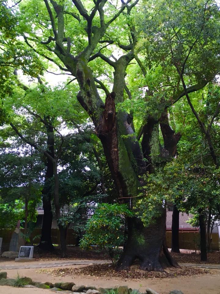 生田の森から北野工房へ