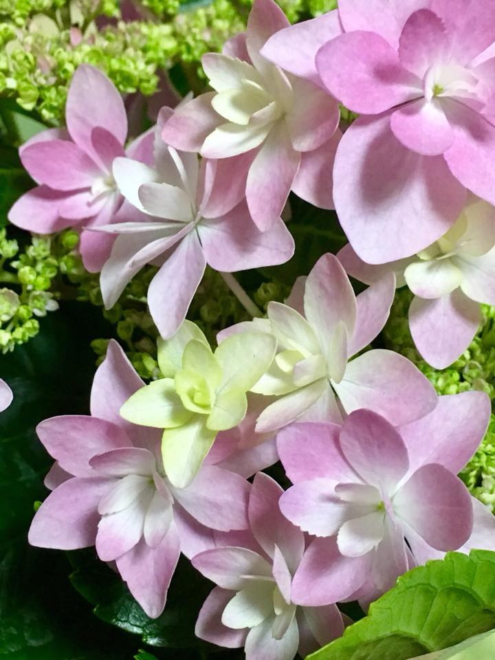 紫陽花・ダンスパーティー