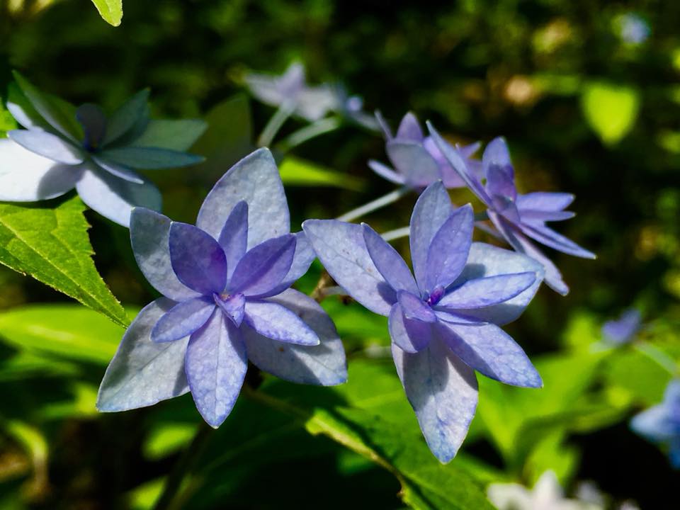 六甲シチダンカと神戸ヒメアジサイ
