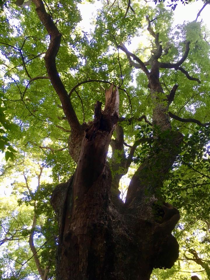 神戸 生田の森にて