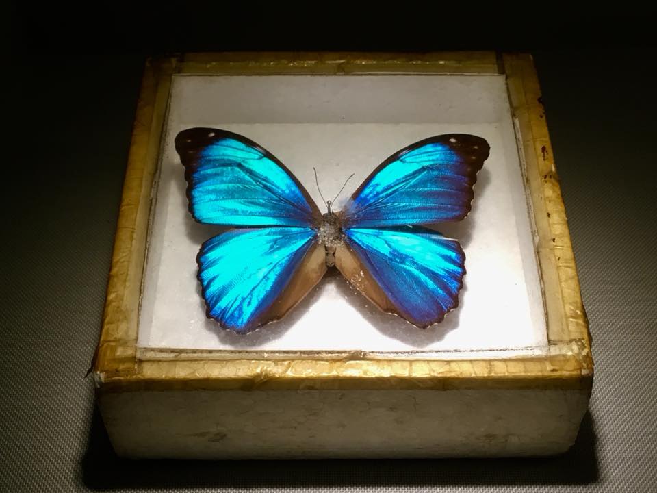 瀧口修造コレクション