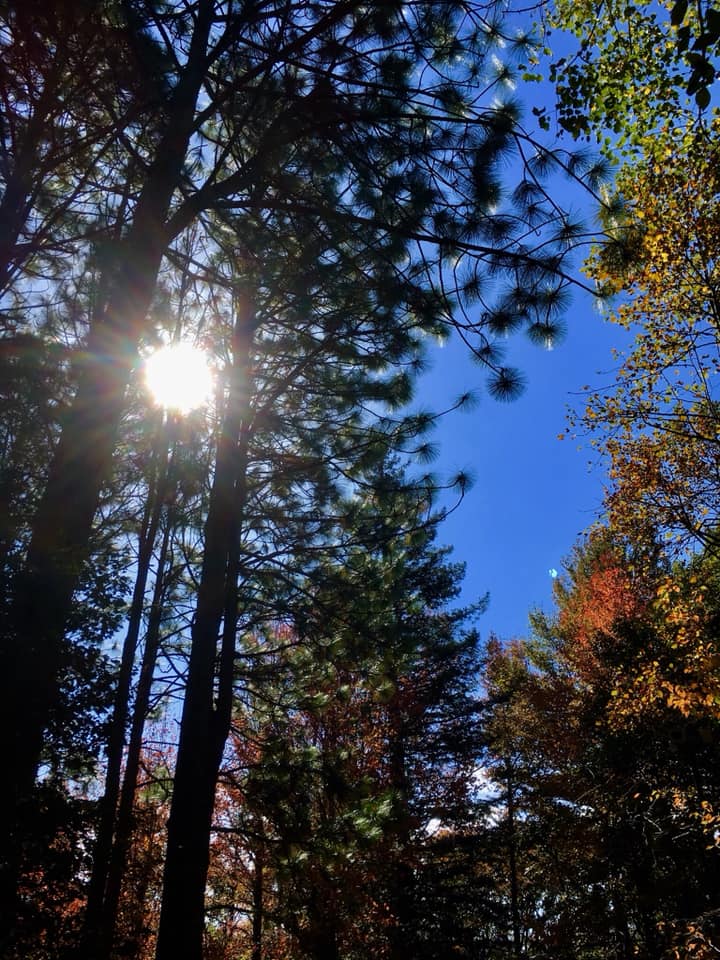 神戸市立森林植物園にて森林浴