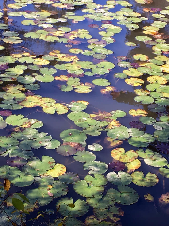 Kobe INK物語 新色発表 70集「六甲フォレストブルー」