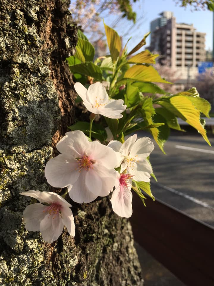 Kobe INK物語 新色71集 情報