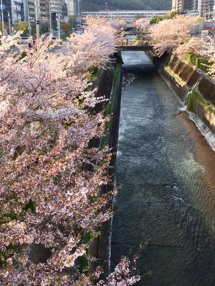 Kobe INK物語 新色71集 情報