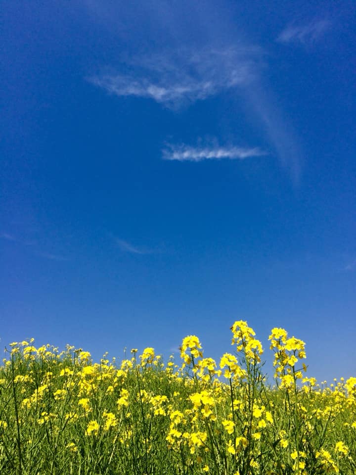 菜の花や月は東に日は西に・与謝蕪村