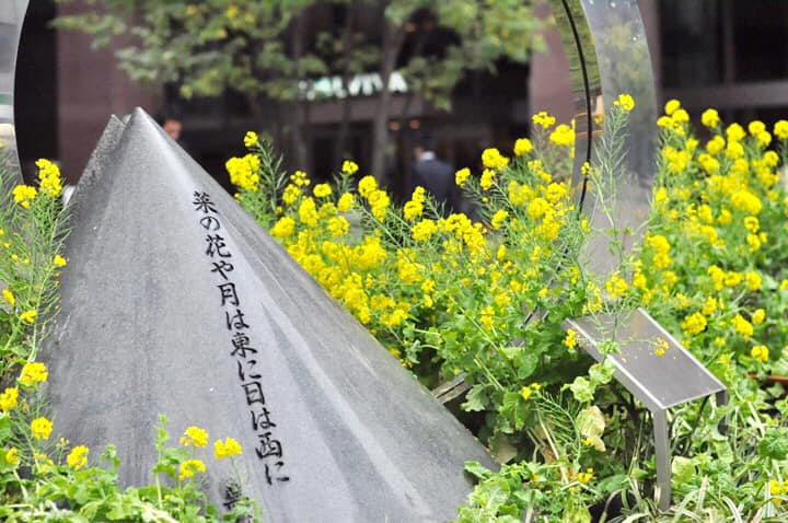 Canola flower ・菜の花デビュー
