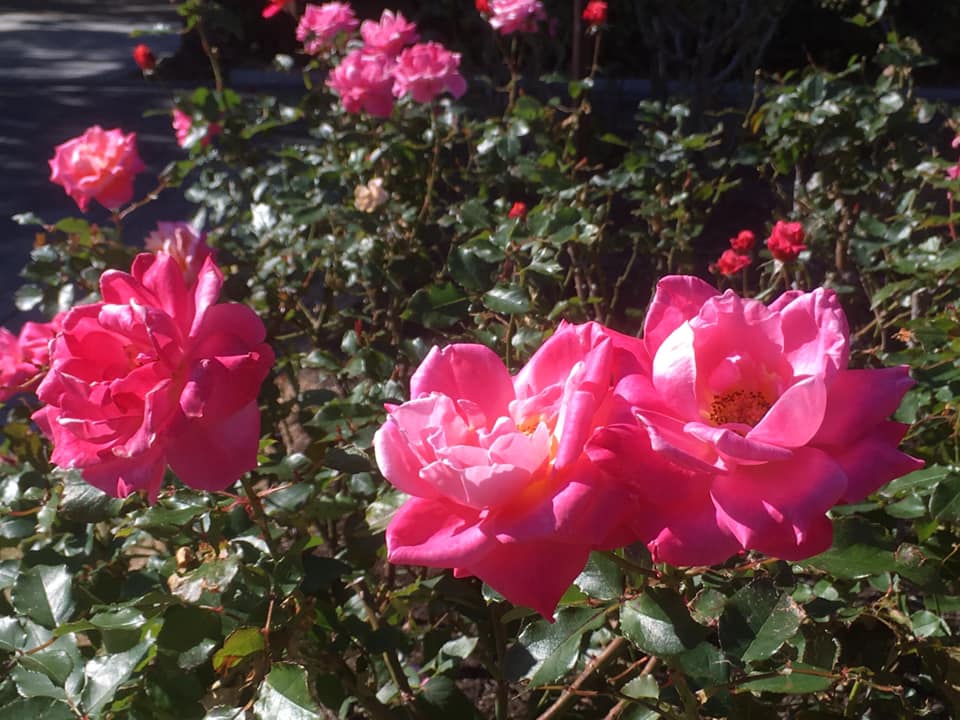 須磨離宮ローズ万年筆 準備中