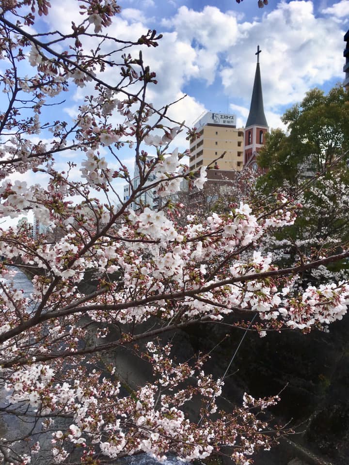 咲き始めの生田川サクラ🌸観察
