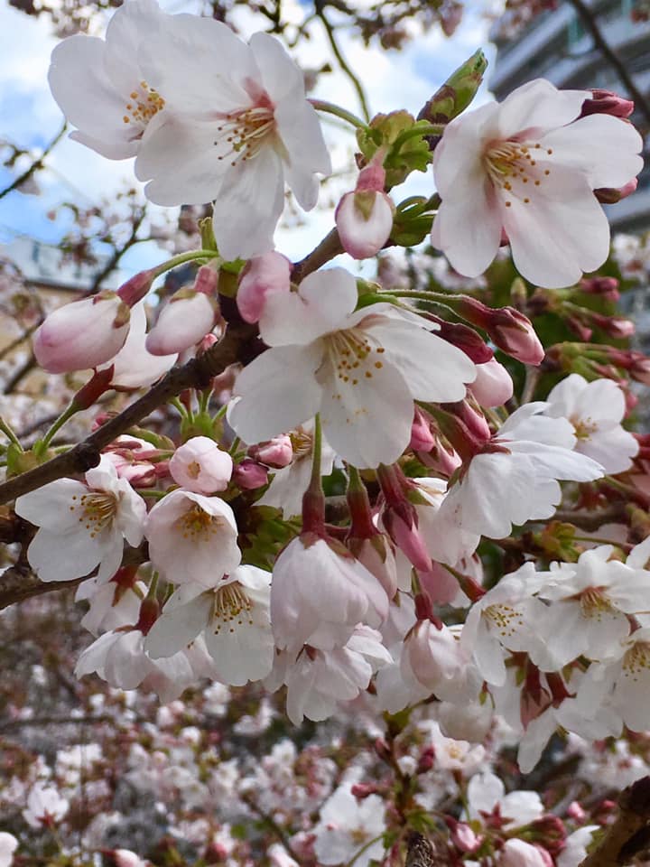 咲き始めの生田川サクラ🌸観察