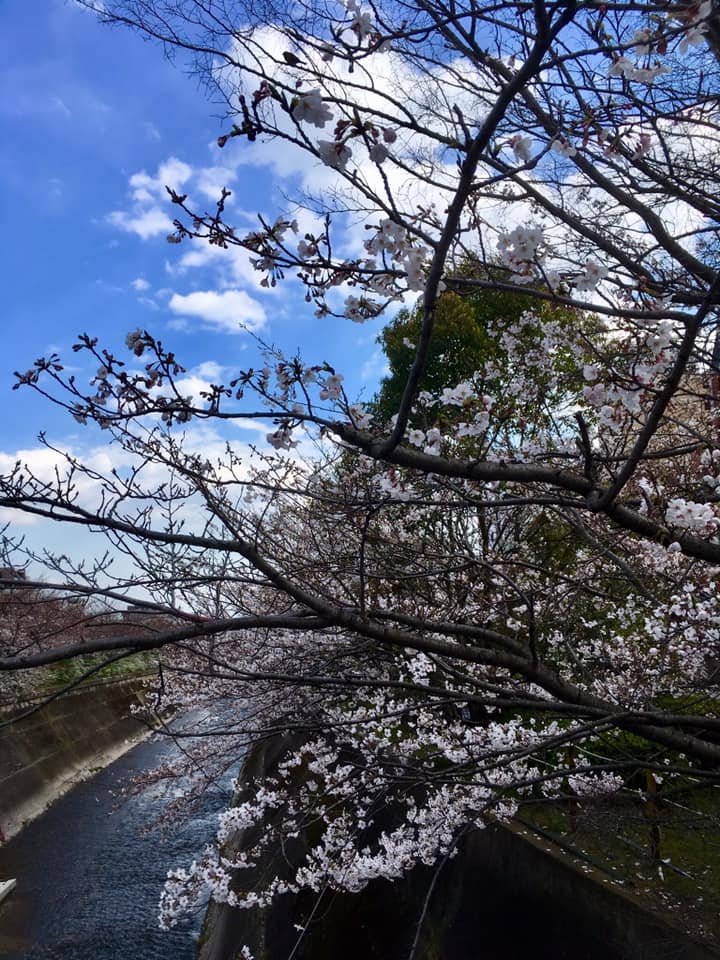 咲き始めの生田川サクラ🌸観察