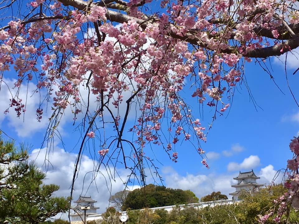 桜満開の明石公園