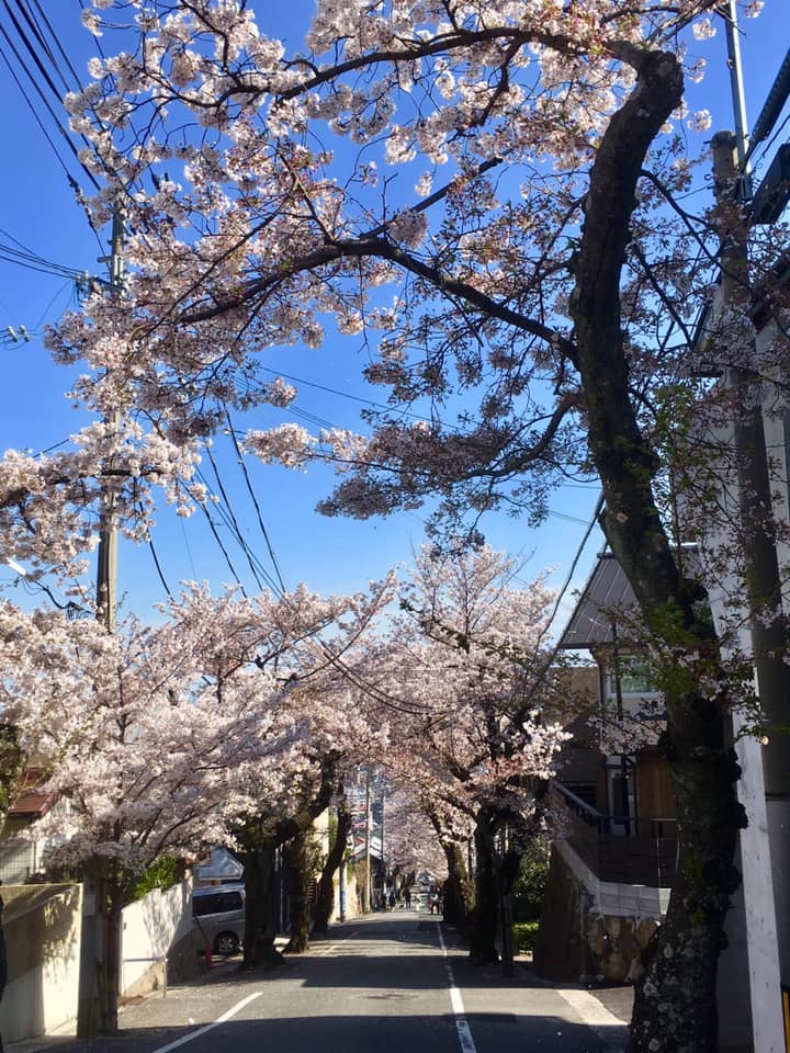 神戸市灘区、桜のトンネル