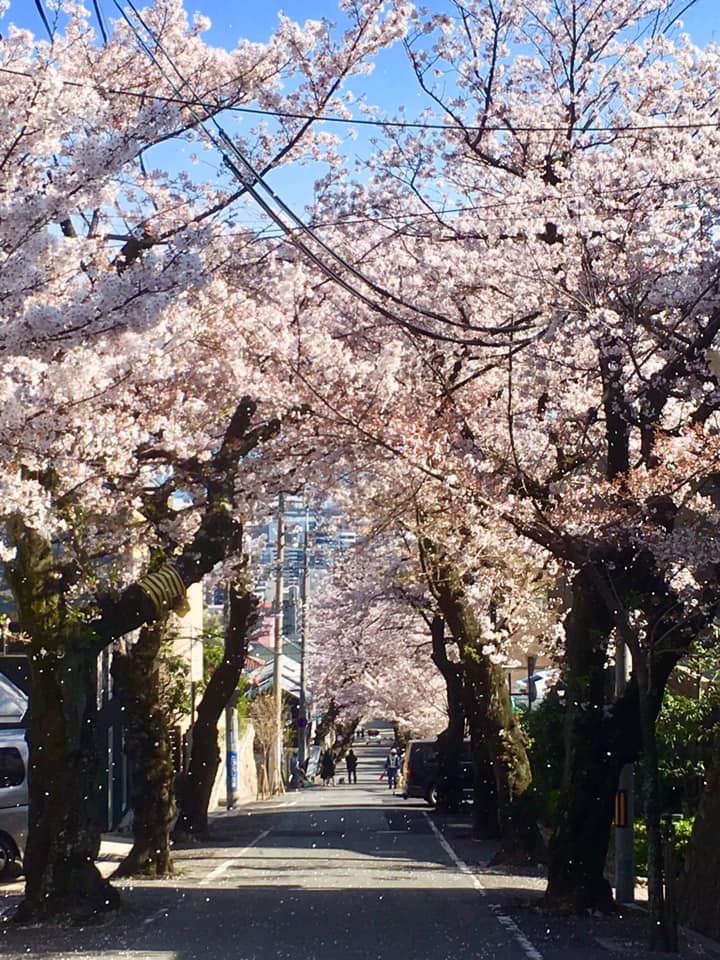 神戸市灘区、桜のトンネル